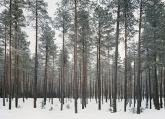 © Helene Schmitz, The Plantation, Sweden, 2017